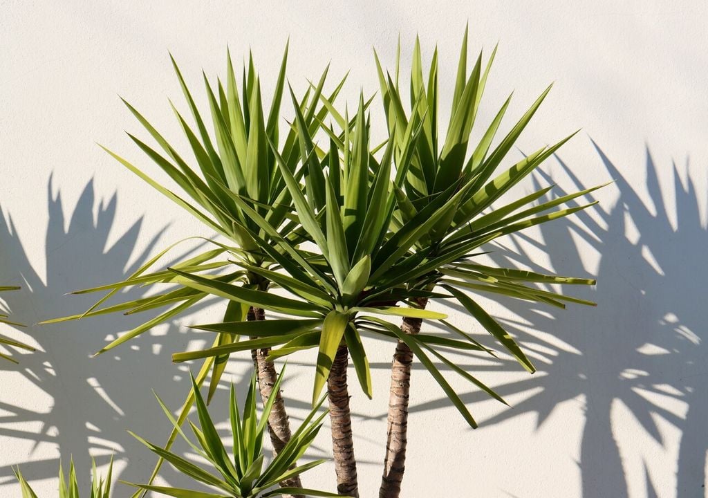 Corta los tallos superiores cada cierto tiempo para estimular nuevos brotes laterales y mantener un porte más denso y compacto.