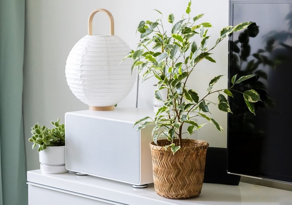 Si notas que pierde hojas tras moverlo de lugar, no te alarmes: es su forma de adaptarse. En pocas semanas suele recuperar el follaje perdido.