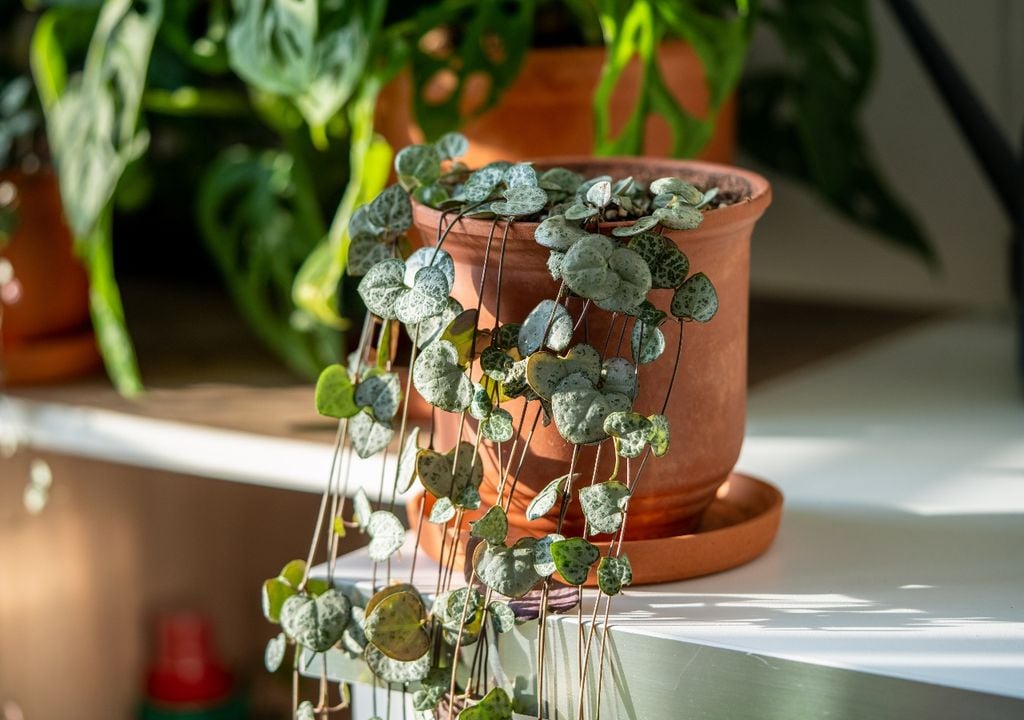 Planta colgante de tallos finos y pequeños corazones que caen en cascada.