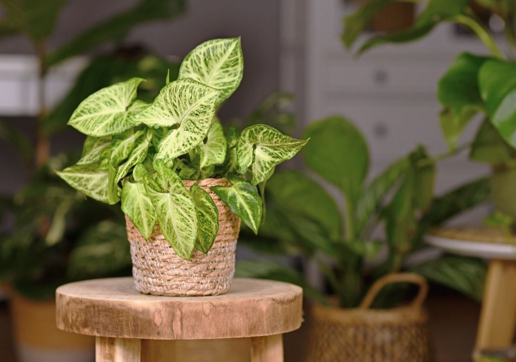 En su etapa juvenil presenta hojas con forma de corazón y crecimiento versátil.