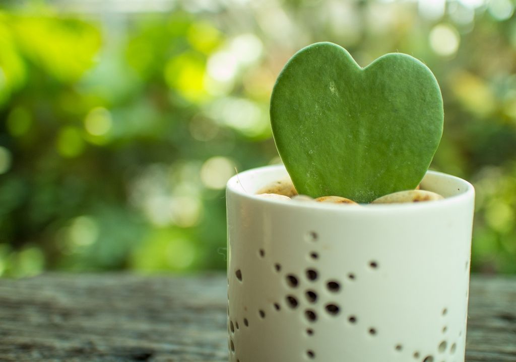 Suculenta de hojas carnosas con forma de corazón perfecto, popular en regalos de San Valentín.