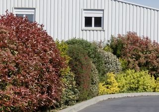 Cinco plantas ideais para usar como vedação para criar fronteiras naturais de privacidade