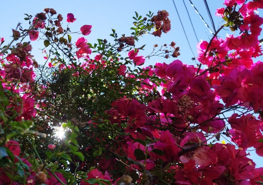 Trepadora resistente al calor que cubre paredes y enrejados, creando sombra natural en las horas más calurosas del día.