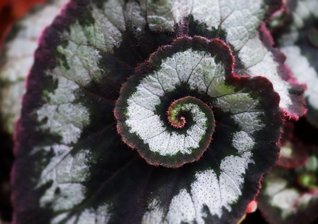 Las begonias se destacan por su follaje decorativo y sus flores delicadas. Crecen bien en interiores luminosos, pero sin sol directo.