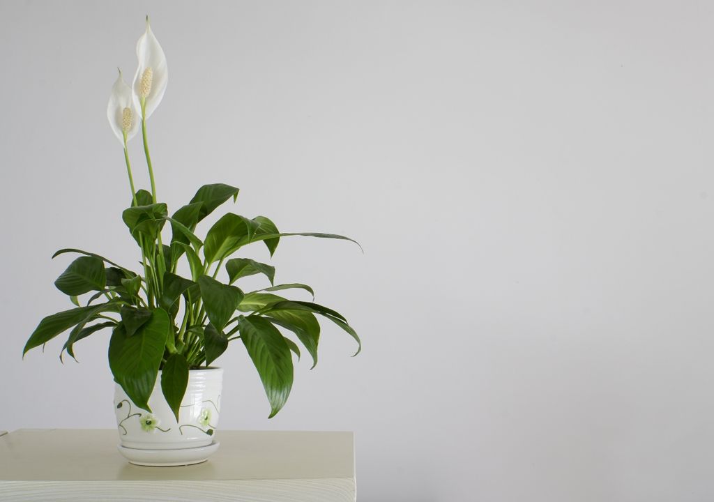plantas Sus hojas brillantes y flores blancas mantienen un aire sereno incluso en cultivo en agua.