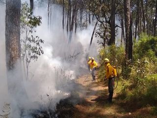 Numerosos incendios forestales reportados en México