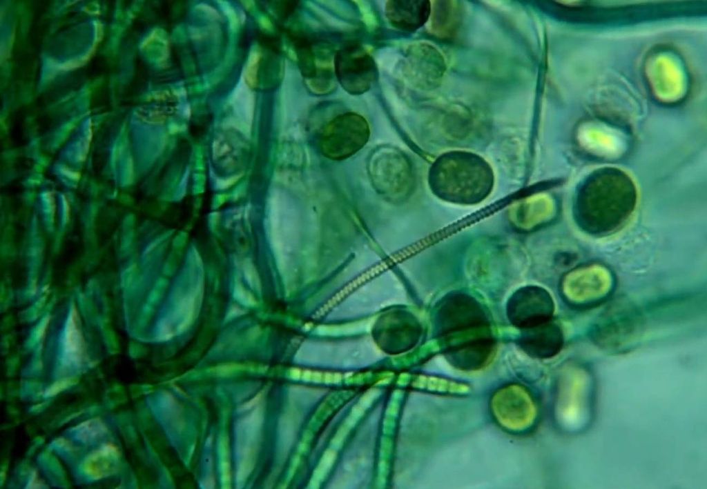 fitoplâncton fitoplâncton