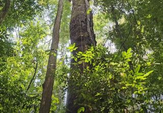 Cipó-ambé: o ‘cigarro de índio’ que hidrata, cura e vira artesanato na Amazônia