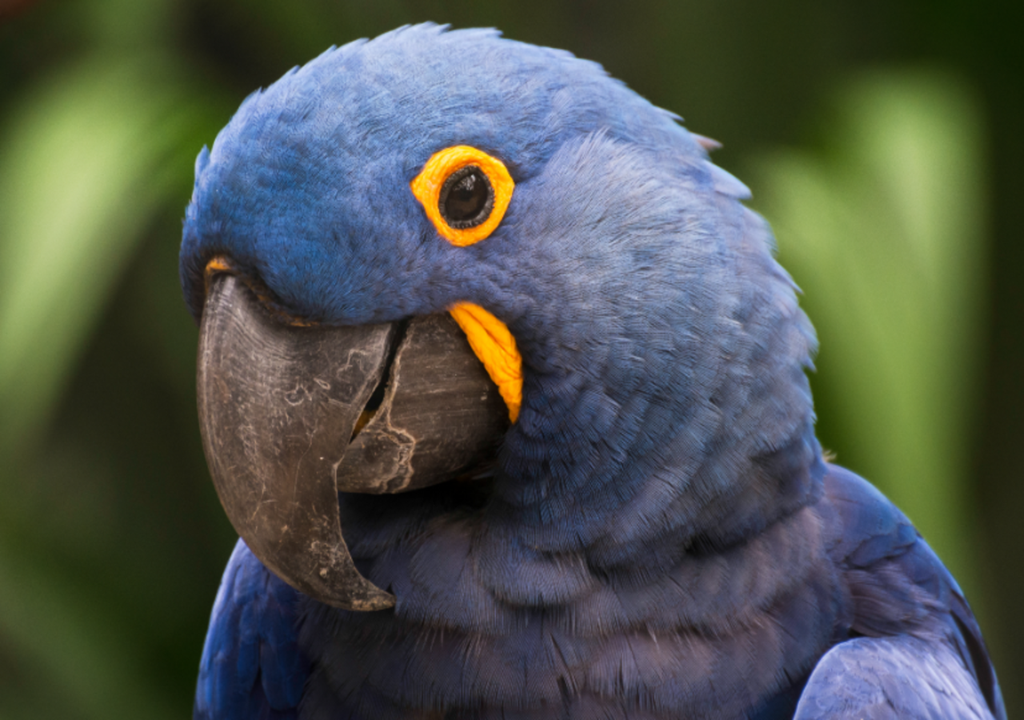 Espécie símbolo da caatinga enfrenta risco de nova extinção. Foto: Leonardo Ramos/ Wikipedia