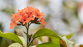 Ciricote en maceta: el &aacute;rbol ornamental de flores naranjas ideal para patios soleados