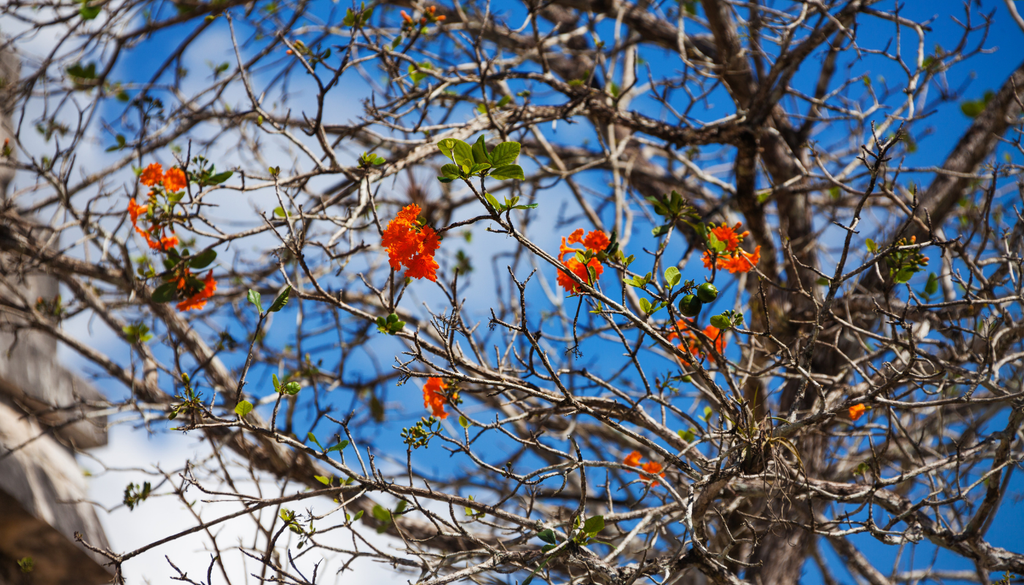 El ciricote también es apreciado por su madera, famosa por su dureza y vetas decorativas. El ciricote también es apreciado por su madera, famosa por su dureza y vetas decorativas.