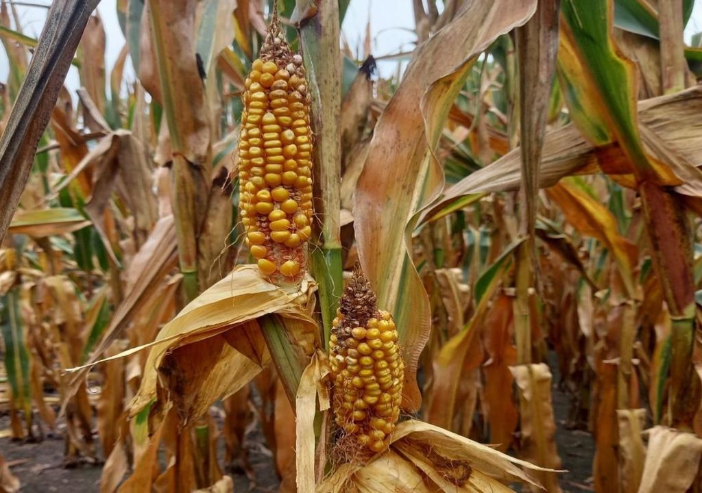 maíz
