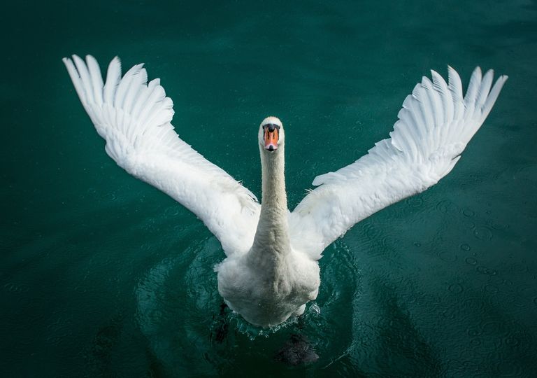 cisne verde, economia, crisis, cambio climatico, calentamiento global, lucha, financiero, mercado, inversiones cisne verde, economia, crisis, cambio climatico, calentamiento global, lucha, financiero, mercado, inversiones