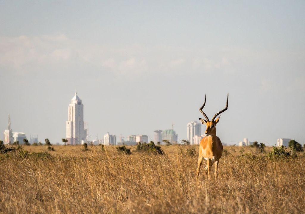 Wildlife habitats are often just outside cities