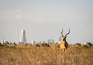 Cities are both a threat and a solution to wildlife extinctions