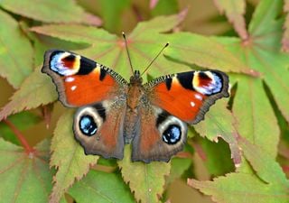 Cidadãos cientistas podem reduzir a ansiedade contando borboletas