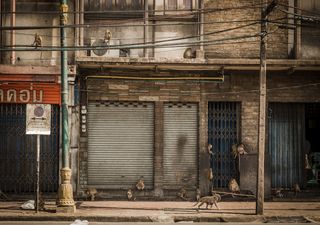 Ciudades vacías ahora son visitadas por diferentes animales