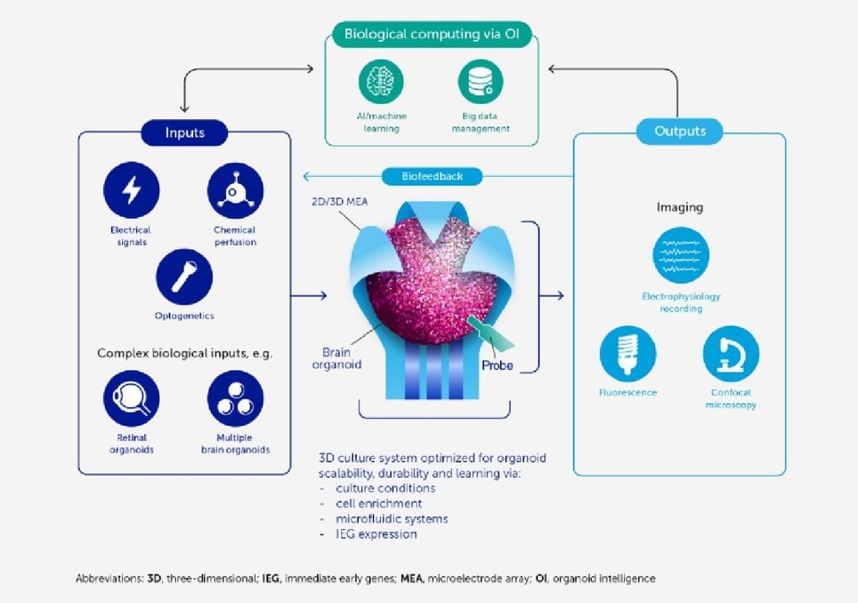 inteligenca organoide biocomputación