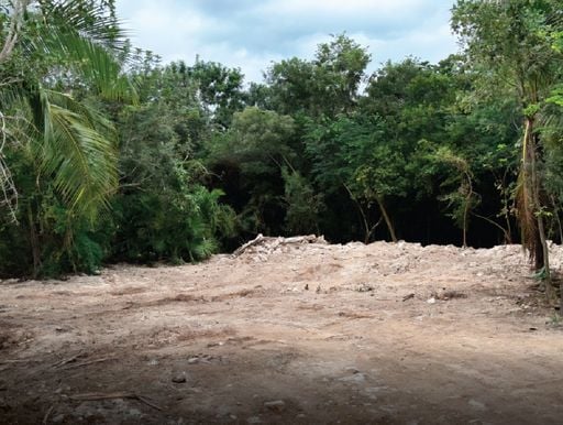 &iexcl;Clausurado! PROFEPA frena proyecto de Royal Caribbean en Mahahual por tala ilegal, justicia ecol&oacute;gica para M&eacute;xico