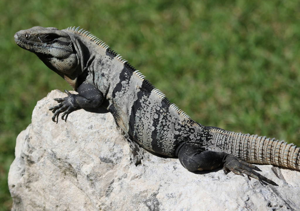 biodiversidad; fauna silvestre; amenazada; riesgo; preservacion; guiness; merida; peninsula de yucatan; endemico