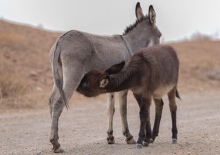 Cleopatra tenía razón: la ciencia moderna redescubre la leche de burra