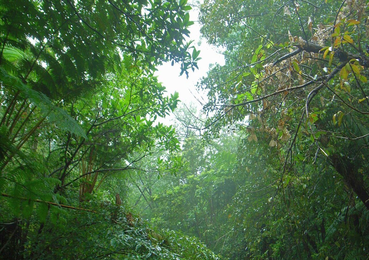 Bosque subtropical. Créditos: Tata Aka, con licencia CC BY 2.0 (https://creativecommons.org/licenses/by/2.0/deed.en), vía Wikimedia Commons.