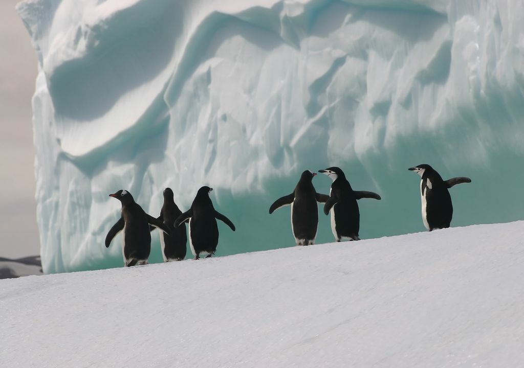 Pingüinos en Antártica