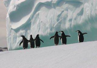 Alerta climático na Antártica para temperaturas extremas e chuva!