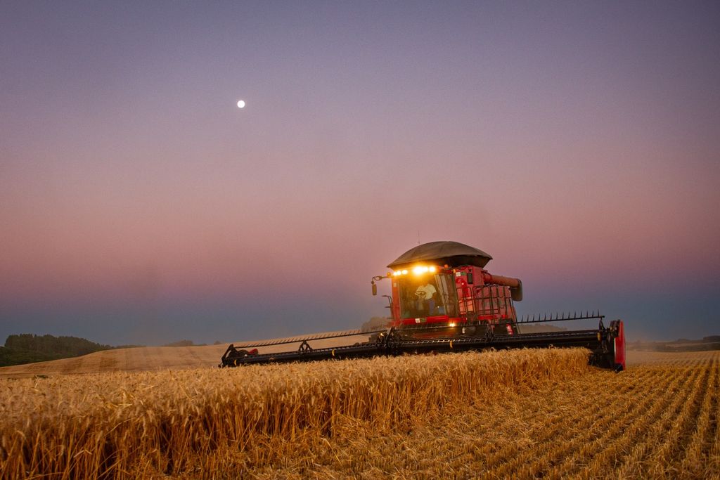 trigo, soja, RS, Brasil