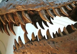 Los científicos encuentran señales del clima terrestre de hace millones de años en los dientes de los dinosaurios