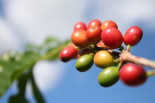 Clima e café: Conab mostra como o Brasil enfrentou 2024 com resiliência