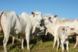 Clima e safra em foco: o que julho mostrou e o que esperar para agosto a outubro no Brasil