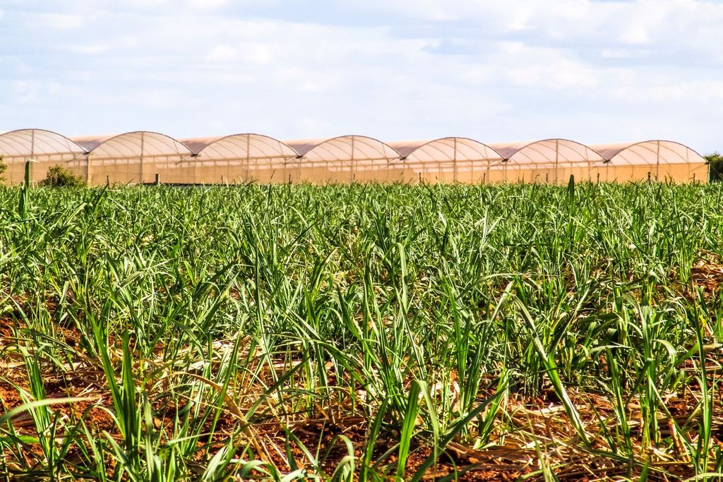 Cana-de-açúcar, SP, MG, Paraná