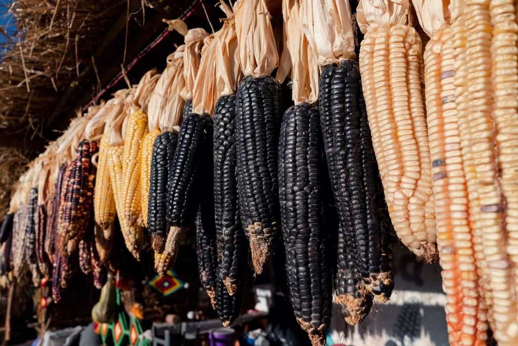 Culturas órfãs, pouco conhecidas do grande público, mas essenciais para a alimentação e a renda de milhares de agricultores em regiões vulneráveis ao clima.