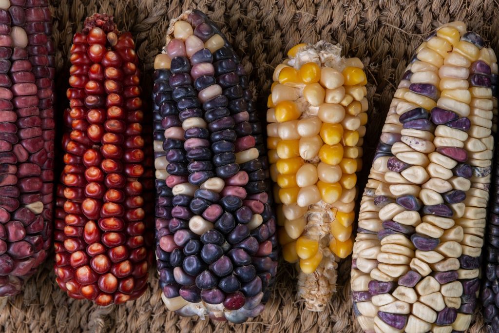Milho crioulo em lavoura familiar, símbolo de diversidade genética preservada por gerações de agricultores mexicanos.