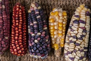 Clima extremo ameaça lavouras e culturas “órfãs” ganham força; entenda o que pode mudar no do brasileiro