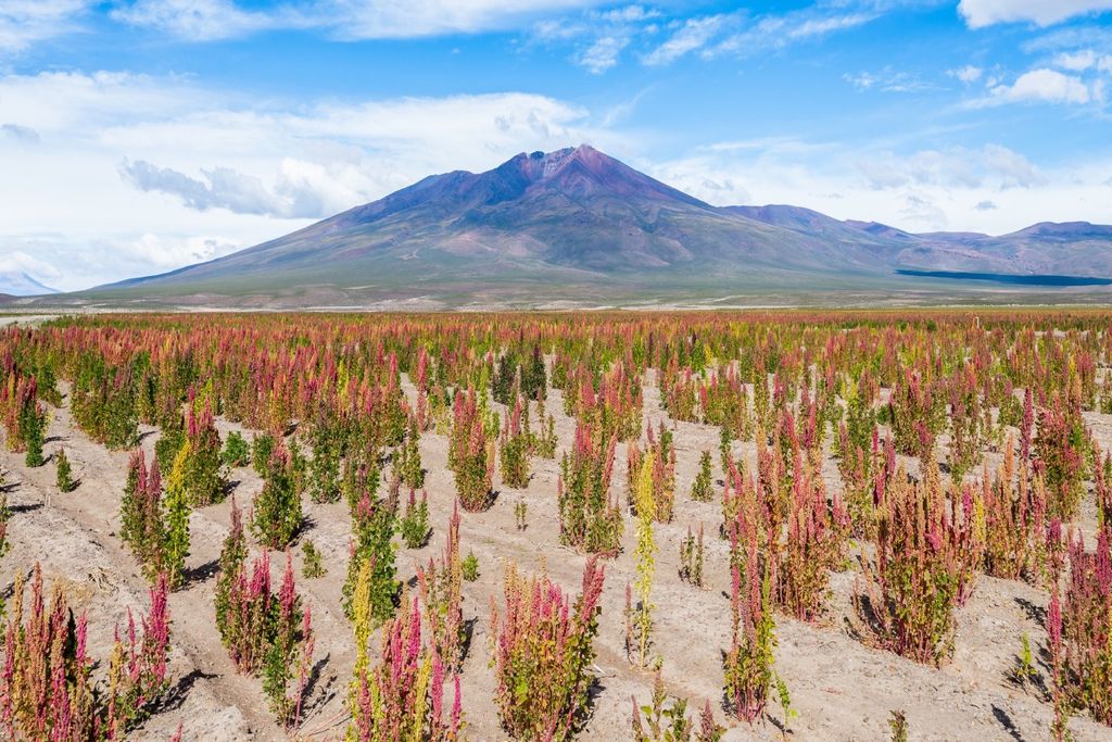 Quinoa cultivada nos Andes, grão ancestral resistente ao frio, seca e solos pobres, altamente nutritivo.