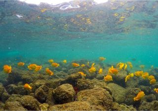 Oceano extremo: ondas de calor marinhas afetam toda a cadeia alimentar no nordeste do Pacífico