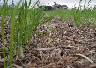 El clima juega a favor del agro y los trigos se consolidan en la región centro del país