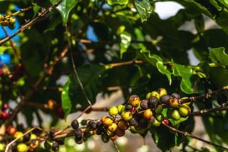 Boletim agroclimatológico de julho: como as chuvas e o calor vão moldar a próxima safra