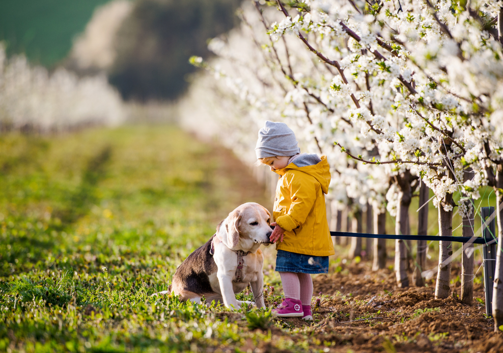 niña con perro en un lugar con árboles en flor