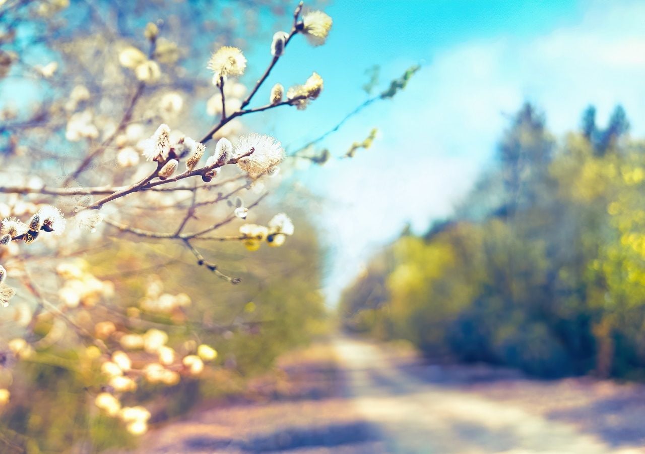 Más verde, más flores, más luz. De a poco la primavera gana lugar en Chile, aunque aún los vestigios del invierno pueden querer aparecer.