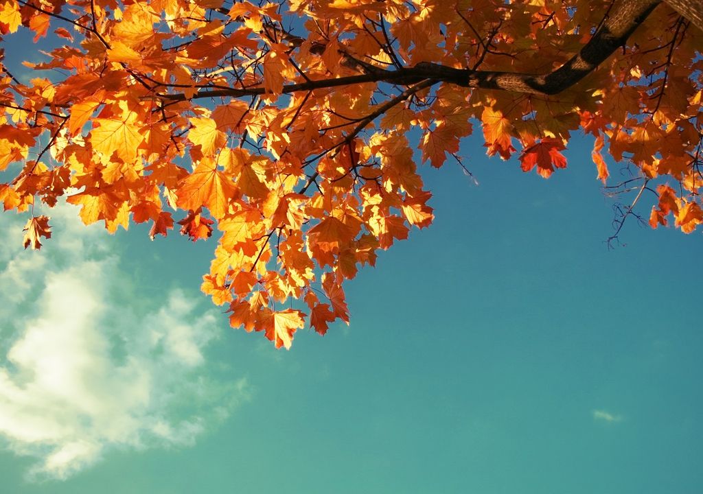 Hojas naranjas; cielo azul; otoño