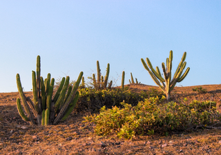 Clima seco e quente deixa 39 cidades do sertão da Paraíba em alerta. Chuvas podem trazer alívio em dezembro!