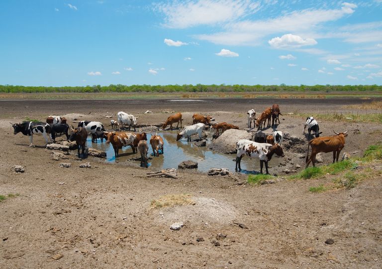 Animales reunidos en una pequeña poza de agua Animales reunidos en una pequeña poza de agua