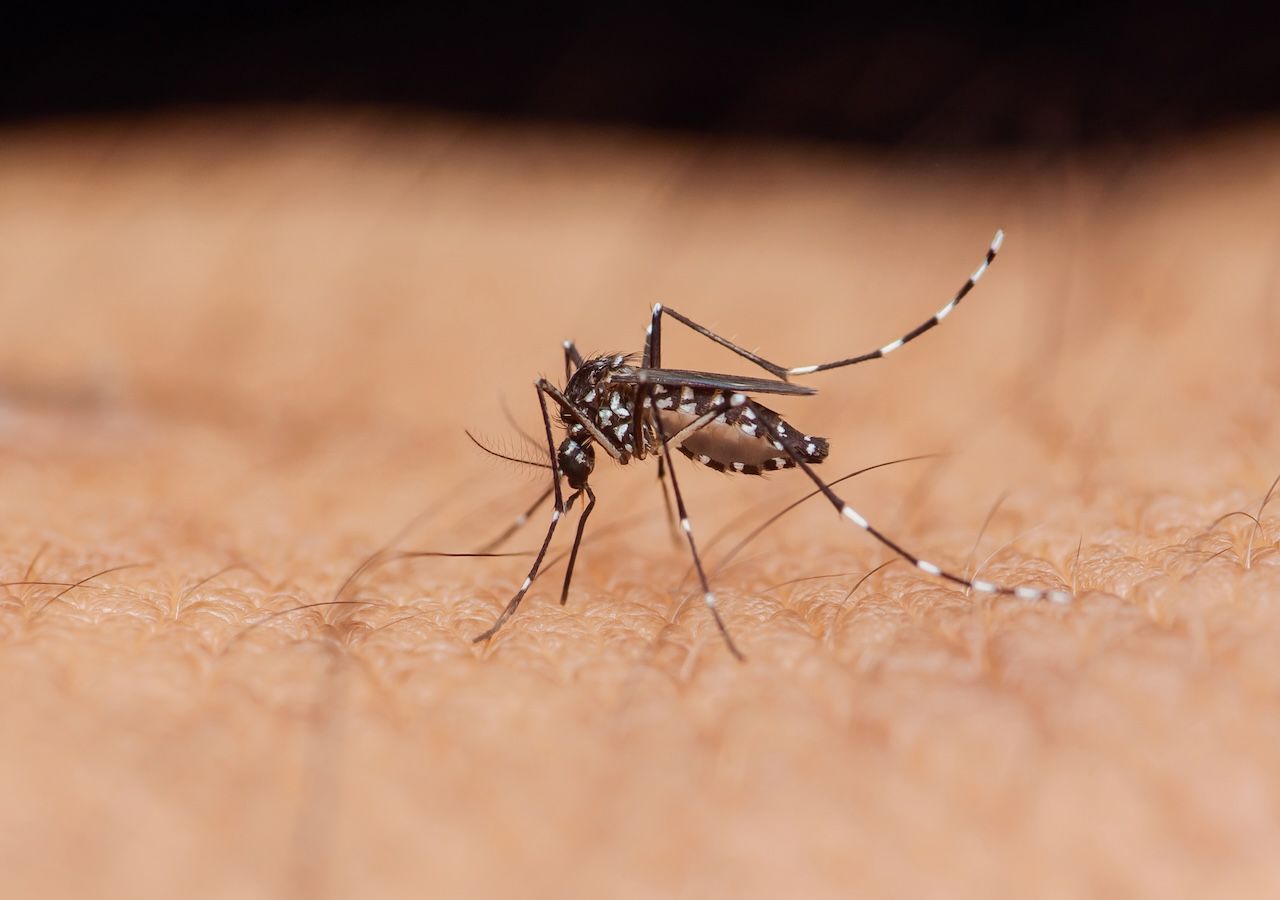 La zanzara tigre (Aedes albopictus) è in Italia ormai da molti anni e può essere vettore con le sue fastidiose punture di malattie tropicali. è attiva principalmente di giorno, la sua diffusione è favorita in particore da ristagni di acqua anche piccoli. Intervendo su questi si può limitarne la diffusione.