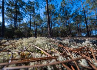 Climat : les incendies et les insectes détruisent nos forêts européennes !