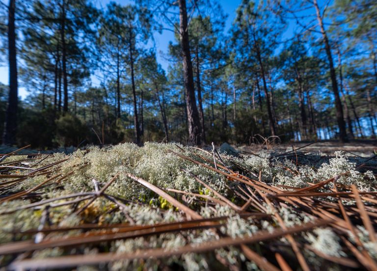 Climat : les incendies et les insectes détruisent nos forêts européennes ! Climat : les incendies et les insectes détruisent nos forêts européennes !