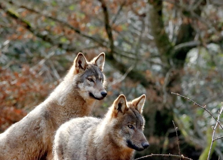 Climat : pourquoi il ne faut plus avoir peur du grand m&eacute;chant loup, bien au contraire ?