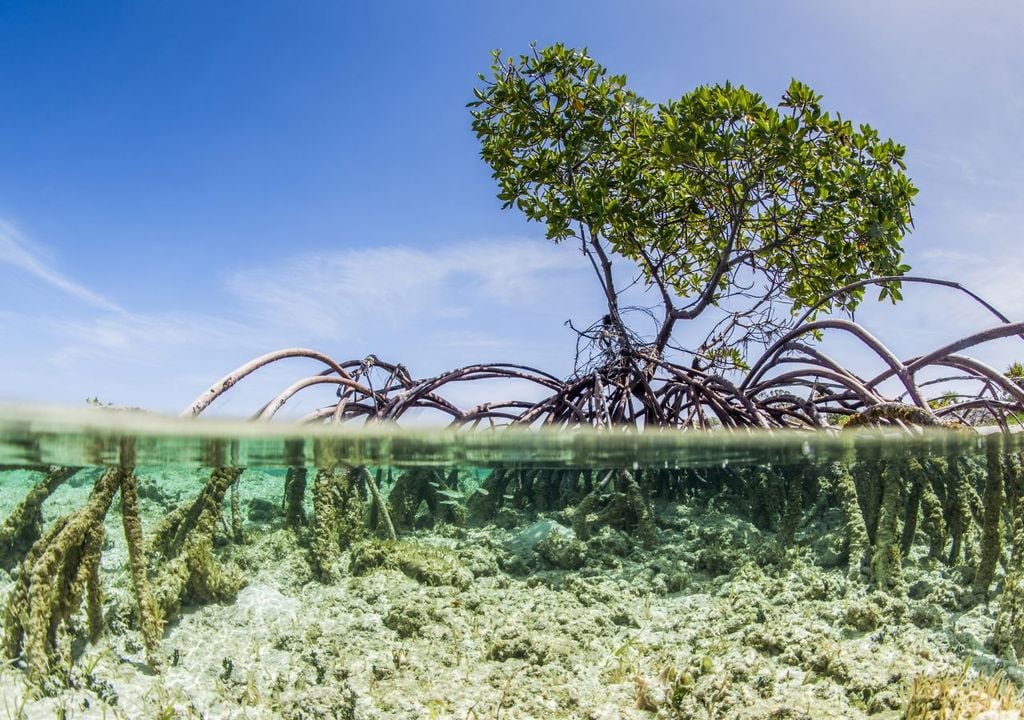 Mangroves provide natural protection from sea level rise